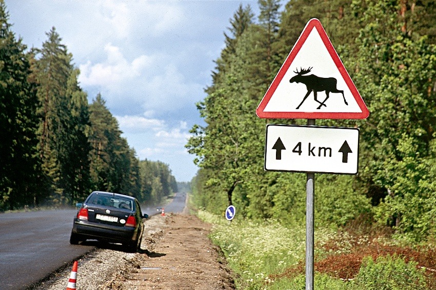 Внимание! На дороге дикие животные!